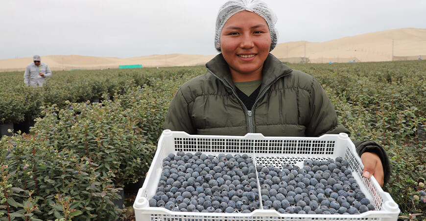 Perú exportador arándanos peruanos