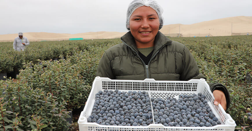 Perú exportación de arándanos peruanos