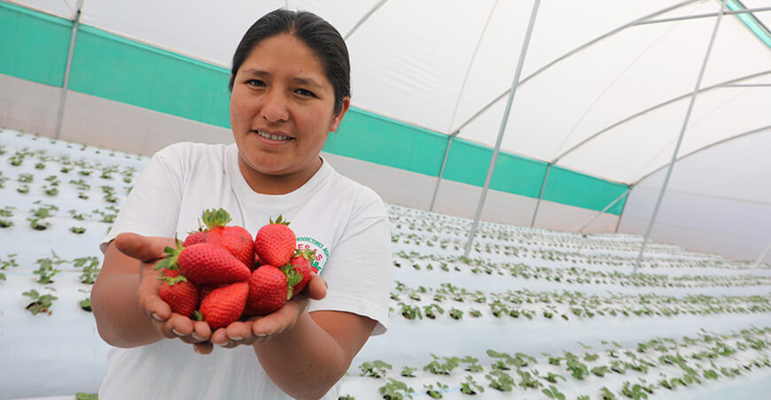 Perú exportación fresas peruanas