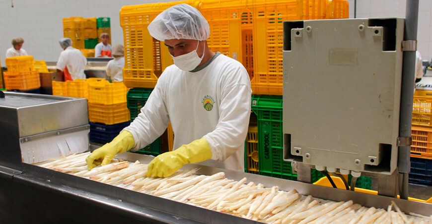 Perú exportación de palmito peruano