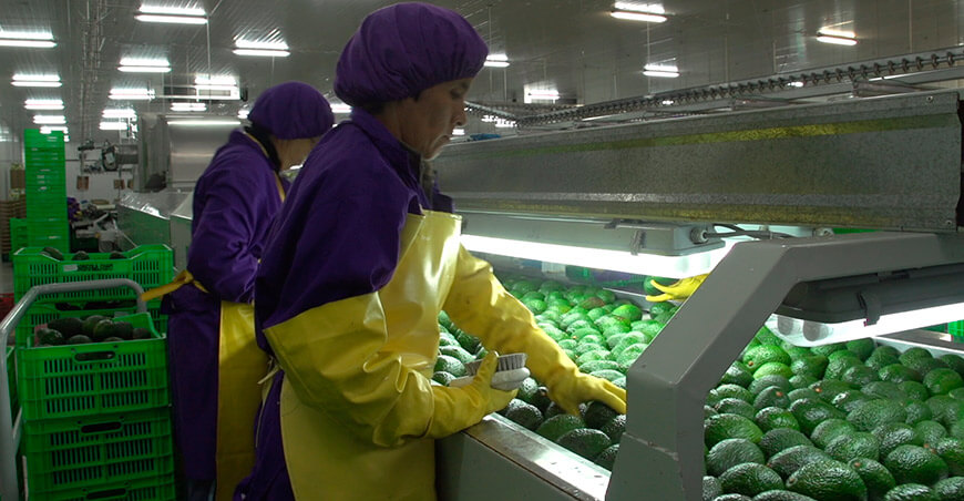 Perú exportación de palta peruana