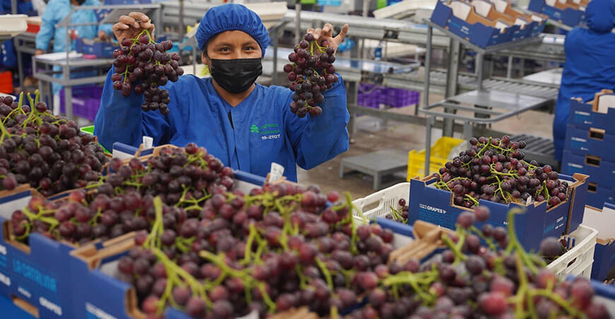 Perú exportaciones de uvas peruanas
