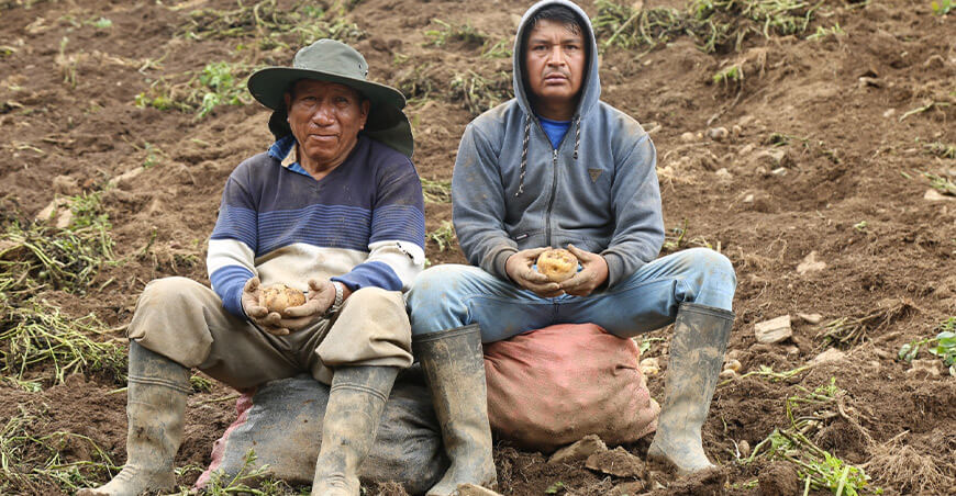 Productores de Raccha vendieron 3 TM de papa Tumbay para exportación
