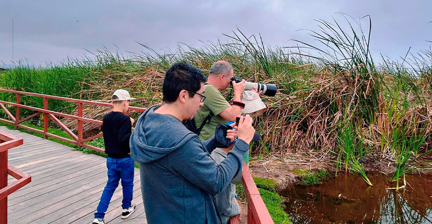 El humedal Pantanos de Villa reafirma su liderazgo como el principal destino de avistamiento de aves en Lima región October Big Day