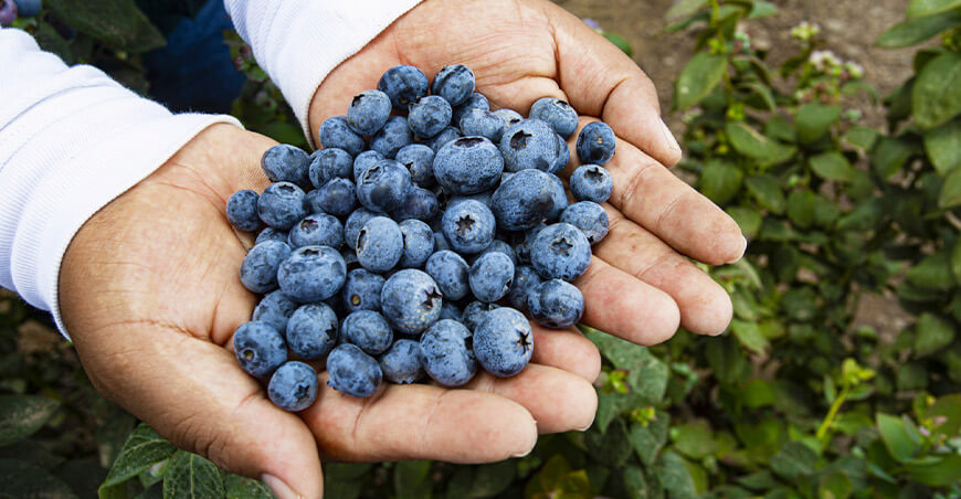 Perú producción de arándanos peruanos