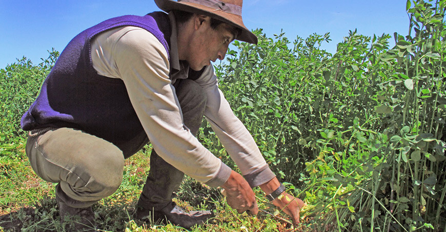 productor siembra de pastos de cultivados Perú Agro Rural