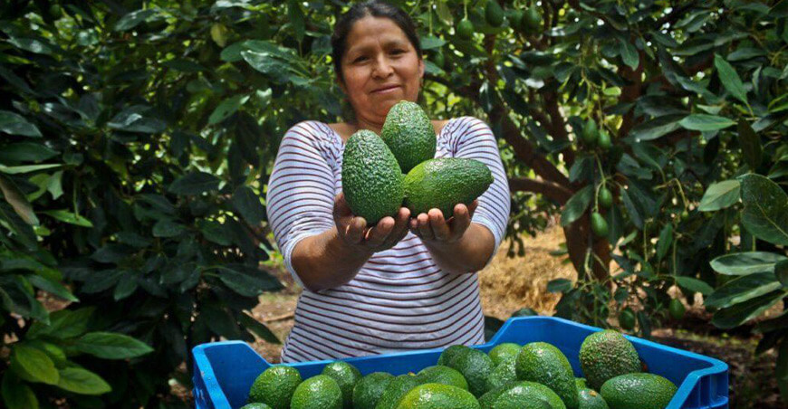 Perú productora de paltas Hass peruana