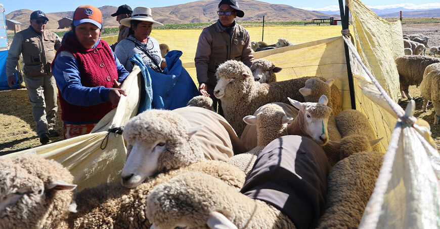 Preparan el vientre de 20 000 ovinos para inseminación artificial Pradera Puno 