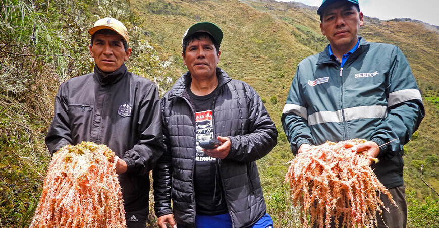 Serfor promueve el aprovechamiento sostenible del musgo en comunidades altoandinas de Junín Perú