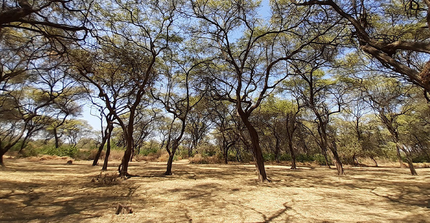 Piura instala su Mesa Regional de Control y Vigilancia Forestal y de Fauna Silvestre