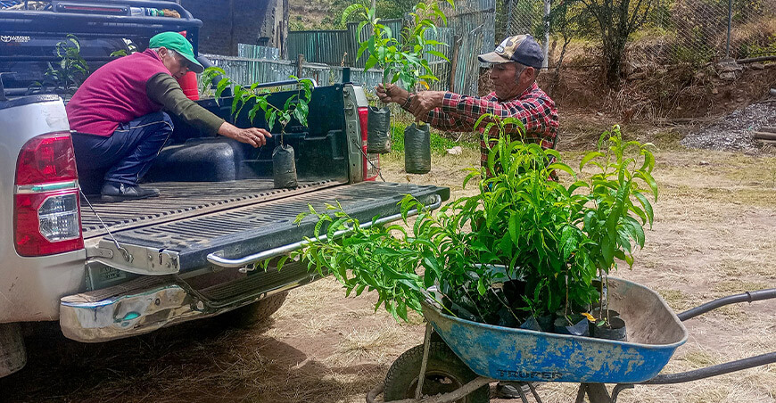 Entregaron plantones de duraznero y ciruelo a productores de Anco Huallo Apurímac Perú