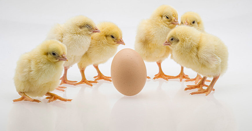 Aprobaron nuevos requisitos para la importación de huevos fértiles de gallina y pollitos recién nacidos