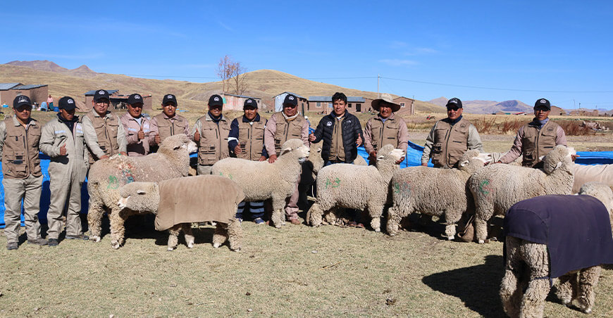 Preparan el vientre de 20 000 ovinos para inseminación artificial Pradera Puno Perú