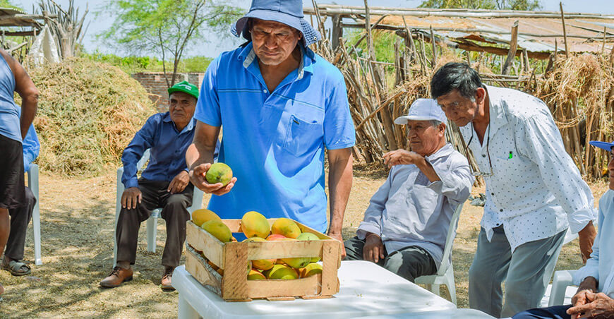 Procompite Piura fortalece cadena productiva de mango de la Asociación Ex Huayna Capac, del sector Valle de los Incas