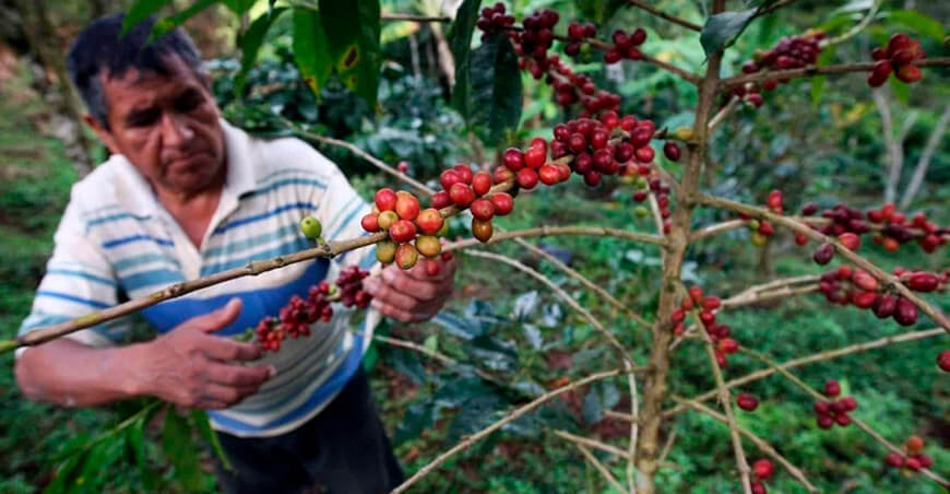 productor de café Perú