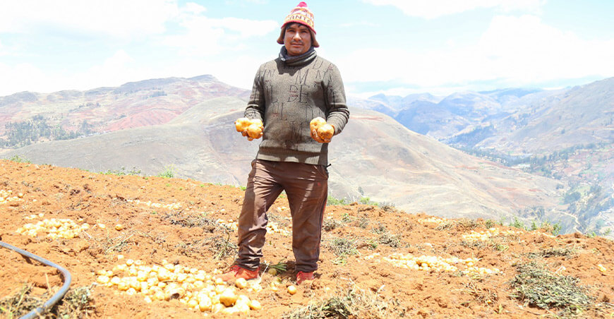 productor Enrique Reyes, del distrito de Yarumayo, provincia y región Huánuco, logró vender más de 3 toneladas de papa amarilla Tumbay Huánuco Perú