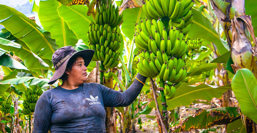 productora de banano orgánico Perú