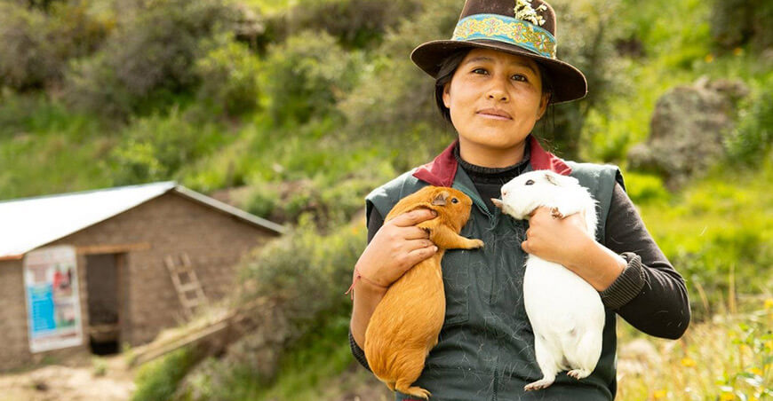 productora de cuyes Perú
