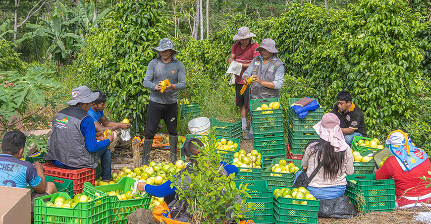 Productora de Pichari vendió 500 kilos de maracuyá al mercado regional de Ayacucho