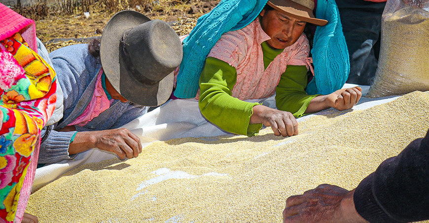 productoras de quinua mejor producto agrícola Perú