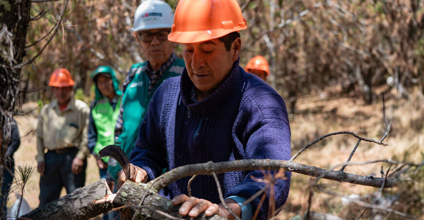 Pobladores de Shecta y Serfor realizaron jornada de manejo forestal en plantaciones de pino Serfor Perú