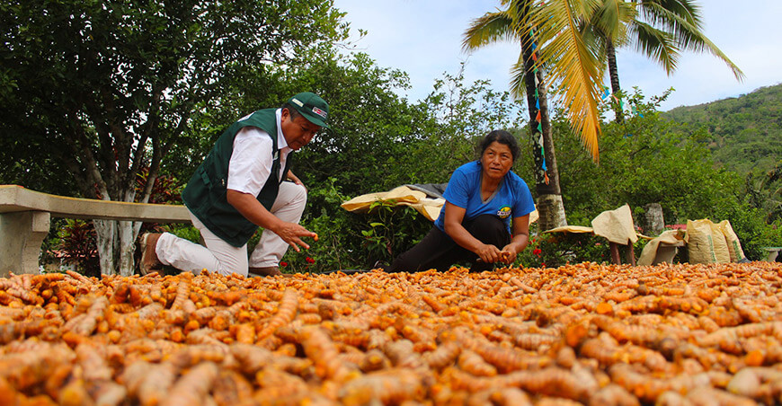 Productores de Ayacucho concretaron envío de más de 50 toneladas de cúrcuma a Europa