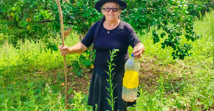 Instalaron más de 50 000 trampas caseras contra la mosca de la fruta en Ayacucho