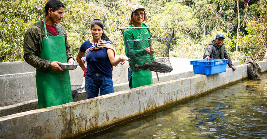 Devida fortalece la producción de truchas en favor de familias de Pangoa y Andamarca Junín Perú