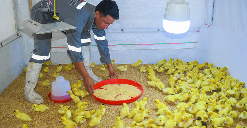 Provraem instaló módulos de patos bebés en la comunidad nativa Yoyayo Río Tambo Junín Perú