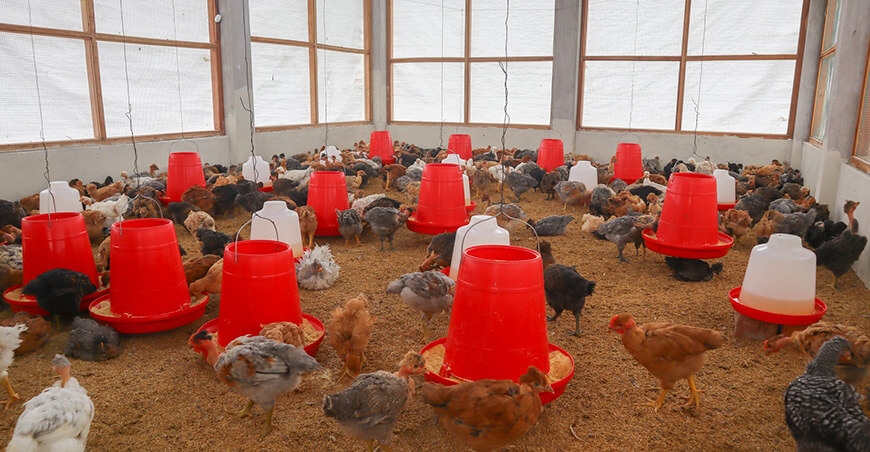 Cusco: Fortalecen seguridad alimentaria con entrega de 3000 pollos a comunidades nativas Cusco Perú