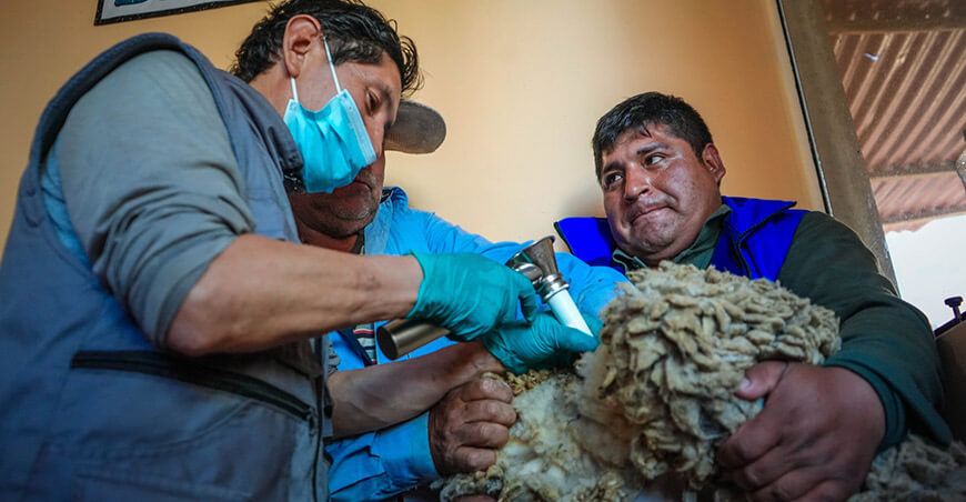 Impulsan la inseminación artificial en ovinos en Caylloma Arequipa Perú