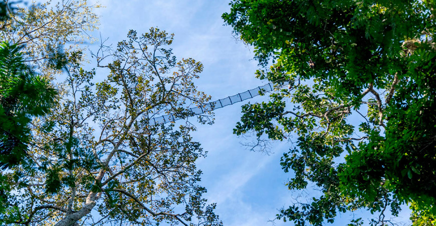WWF Perú restaura bosques Madre de Dios
