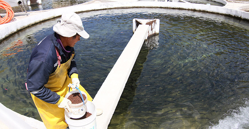 Nuevas normativas de la CAN fortalecerán el registro, fiscalización y control de productos veterinarios en acuicultura Sanipes Perú