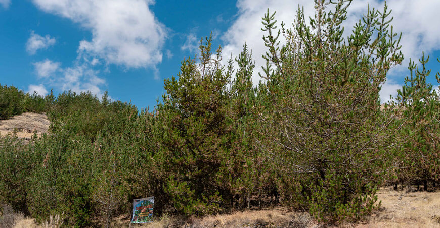 Serfor y aliados regionales lanzan en Áncash actividades por la Semana Forestal Nacional