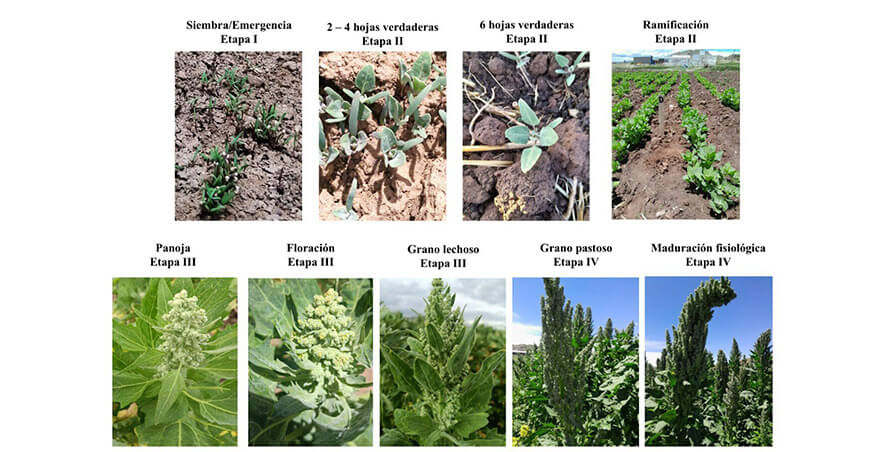 Senamhi publicó estudio científico sobre riesgos climáticos para el cultivo de quinua en el Altiplano