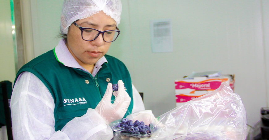 Perú exportador arándanos peruanos