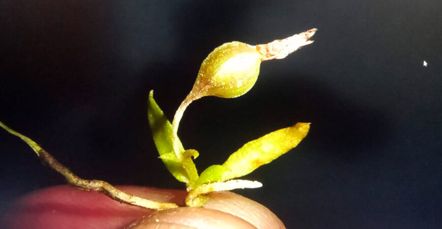 Serfor lidera la conservación e investigación de orquídeas en el Perú
