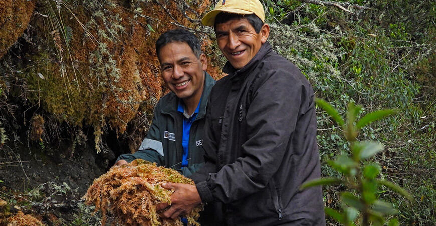 Serfor promueve el aprovechamiento sostenible del musgo en comunidades altoandinas de Junín Perú