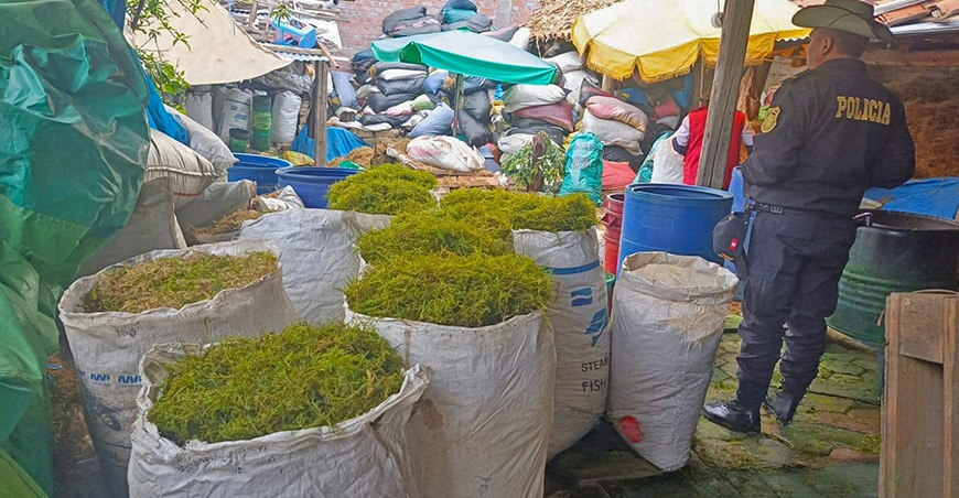 Serfor y Policía Nacional intervinieron vivienda en Huancayo con 251 sacos de musgo extraído ilegalmente