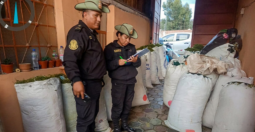 Serfor y Policía Nacional intervinieron vivienda en Huancayo con 251 sacos de musgo extraído ilegalmente