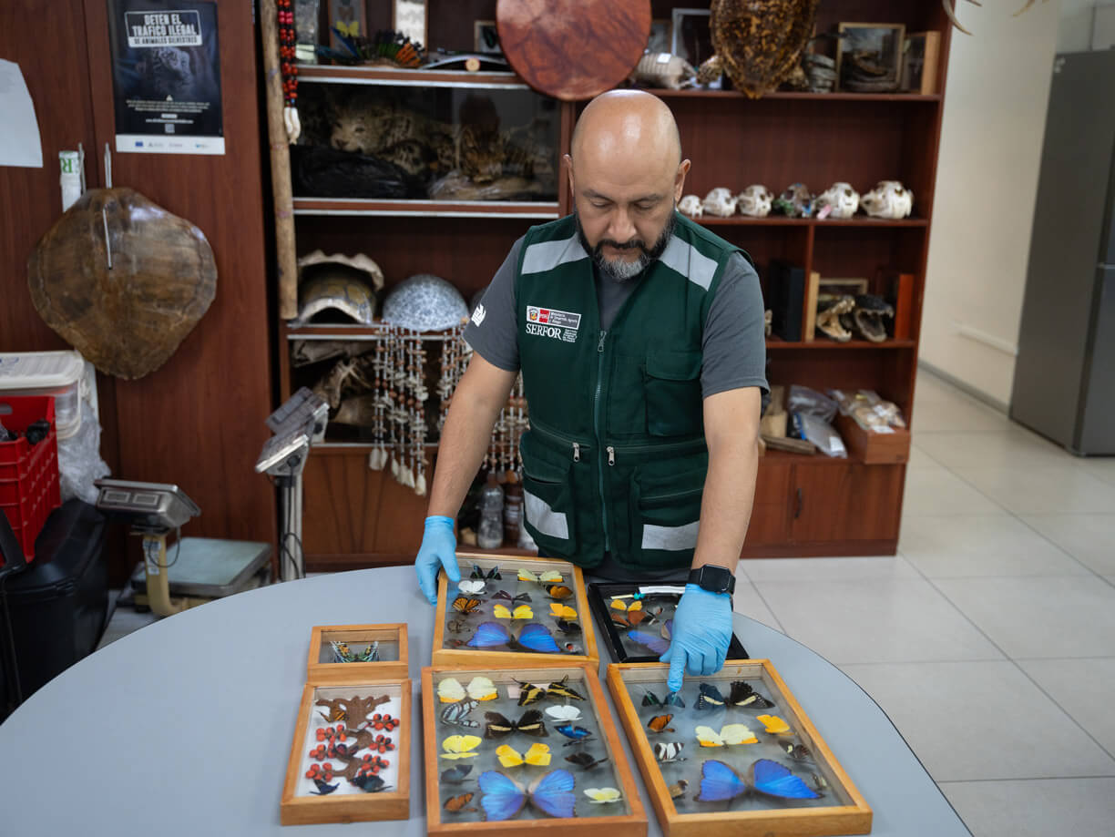 Serfor Perú rescató cerca de mil ejemplares de fauna silvestre en Lima
