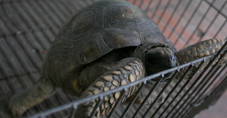 Serfor Perú rescato tortugas fauna silvestre peruana