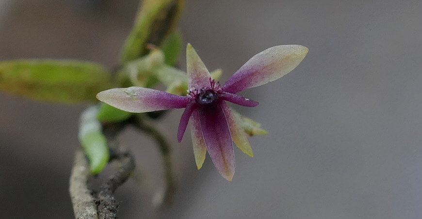 Telipogon yanesha nueva especie de orquídea en el Parque Nacional Yanachaga–Chemillén