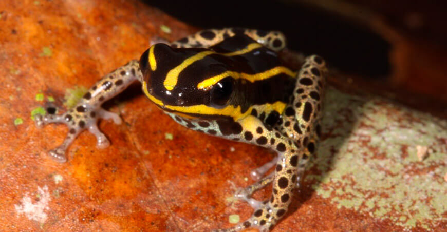 Descubren nueva especie de rana en el Parque Nacional Alto Purús Sernanp Perú