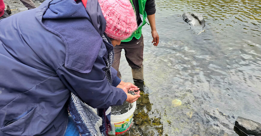 Sembraron 15 000 alevinos de trucha en la laguna de Huarmiccocha Huancavelica Perú
