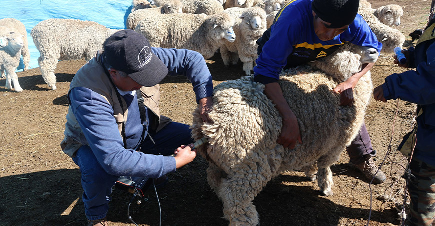 Inician campaña de sincronización de celo en ovinos en Puno Perú