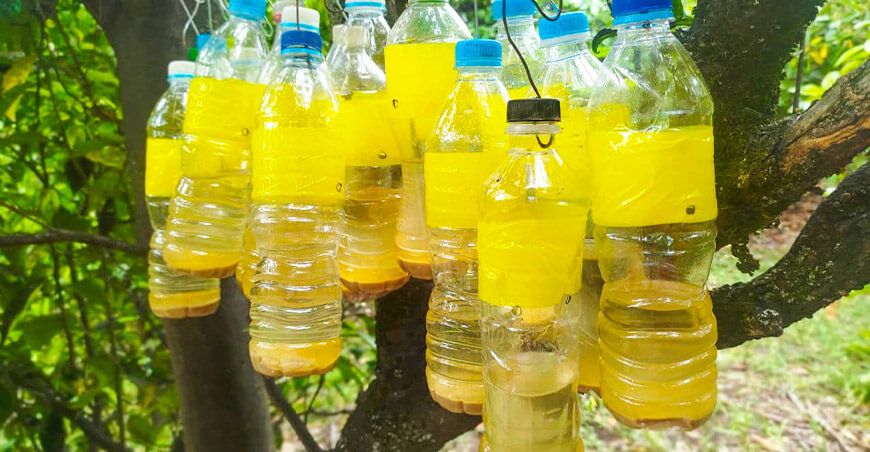 Instalaron más de 50 000 trampas caseras contra la mosca de la fruta en Ayacucho