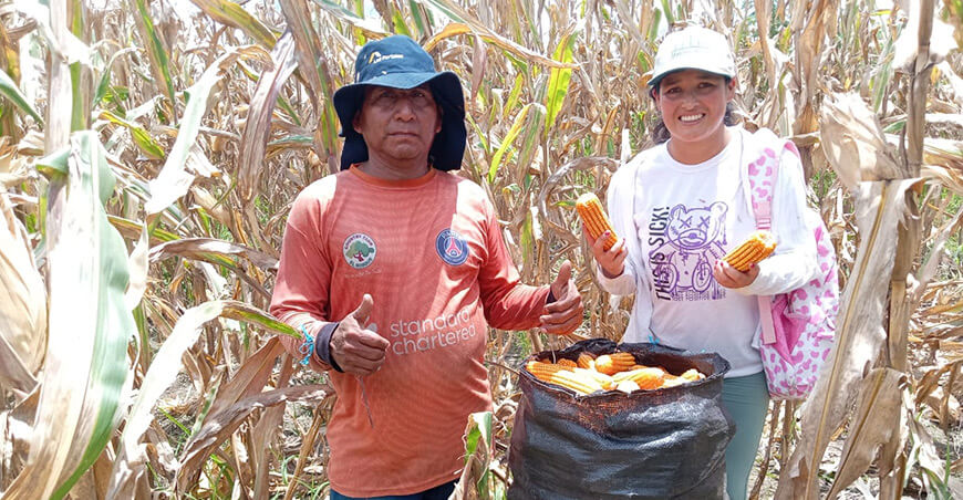 Evalúan maíz amarillo en San Lorenzo para garantizar su inocuidad Ucayali Perú