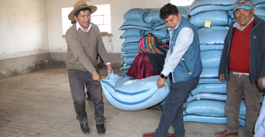 Entregan semillas de avena forrajera a productores de 19 comunidades en Espinar Cusco Perú