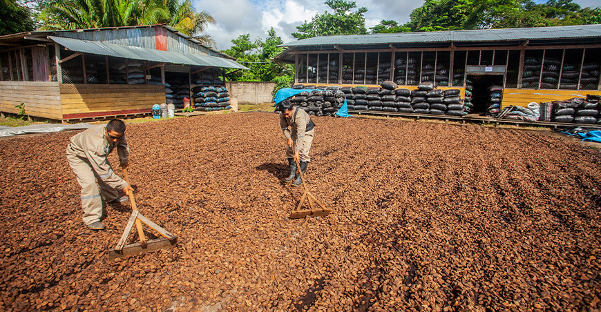 Perú exportación de castaña peruana
productores de castaña de Madre de Dios
